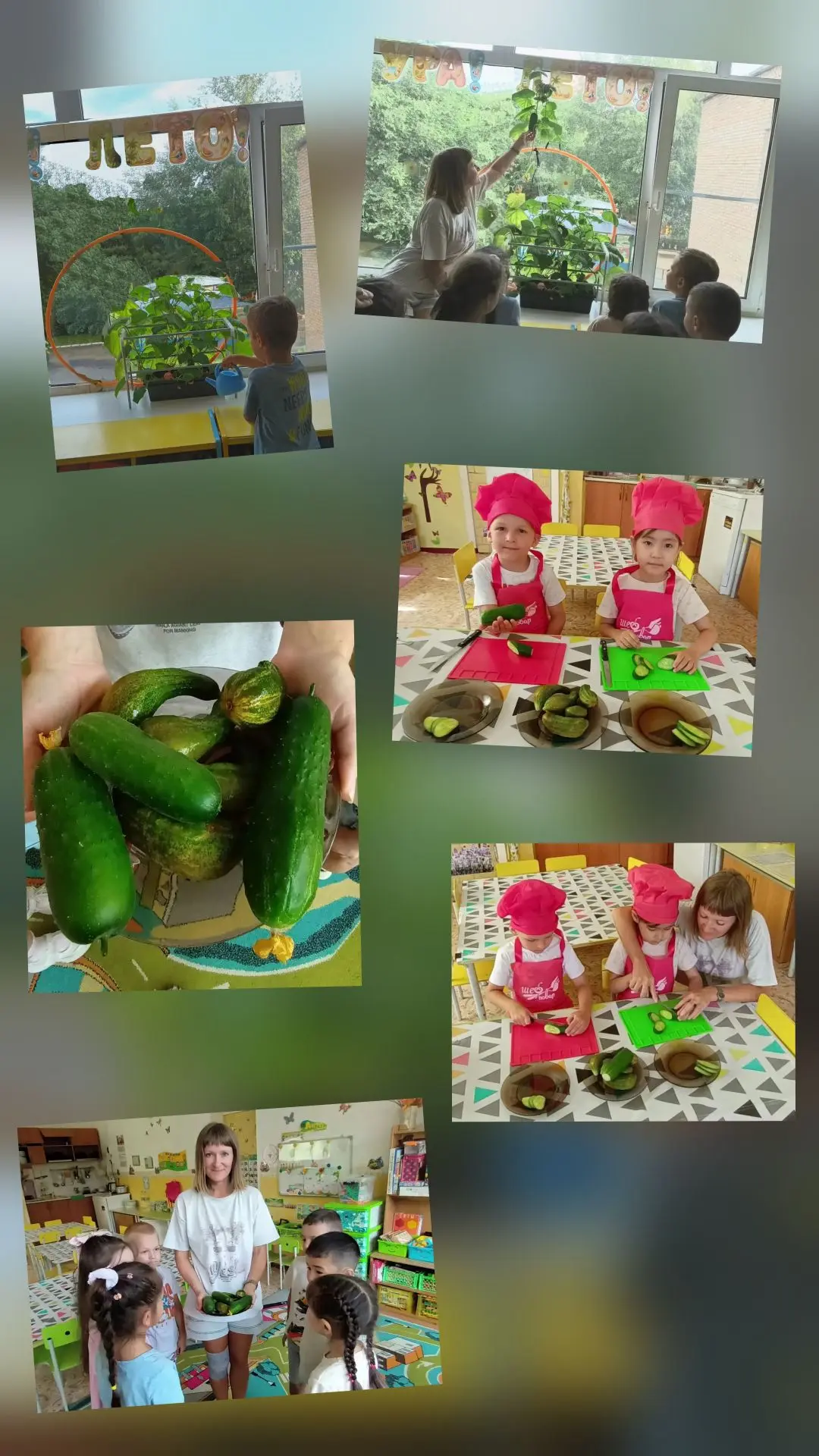 В старшей группе «Бабочки» начался долгожданный сбор урожая! 🥒