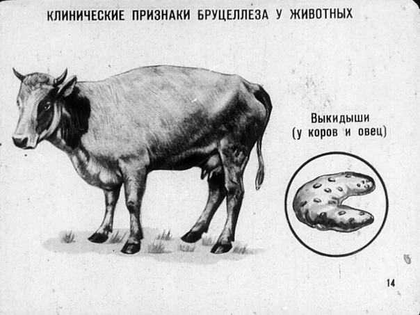 БРУЦЕЛЛЕЗ
