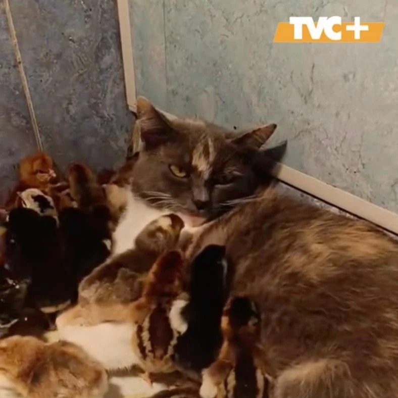Кошка решила, что она мама-курица и взяла под опеку 90 цыплят

В белорусском Кричеве домашняя кошка 