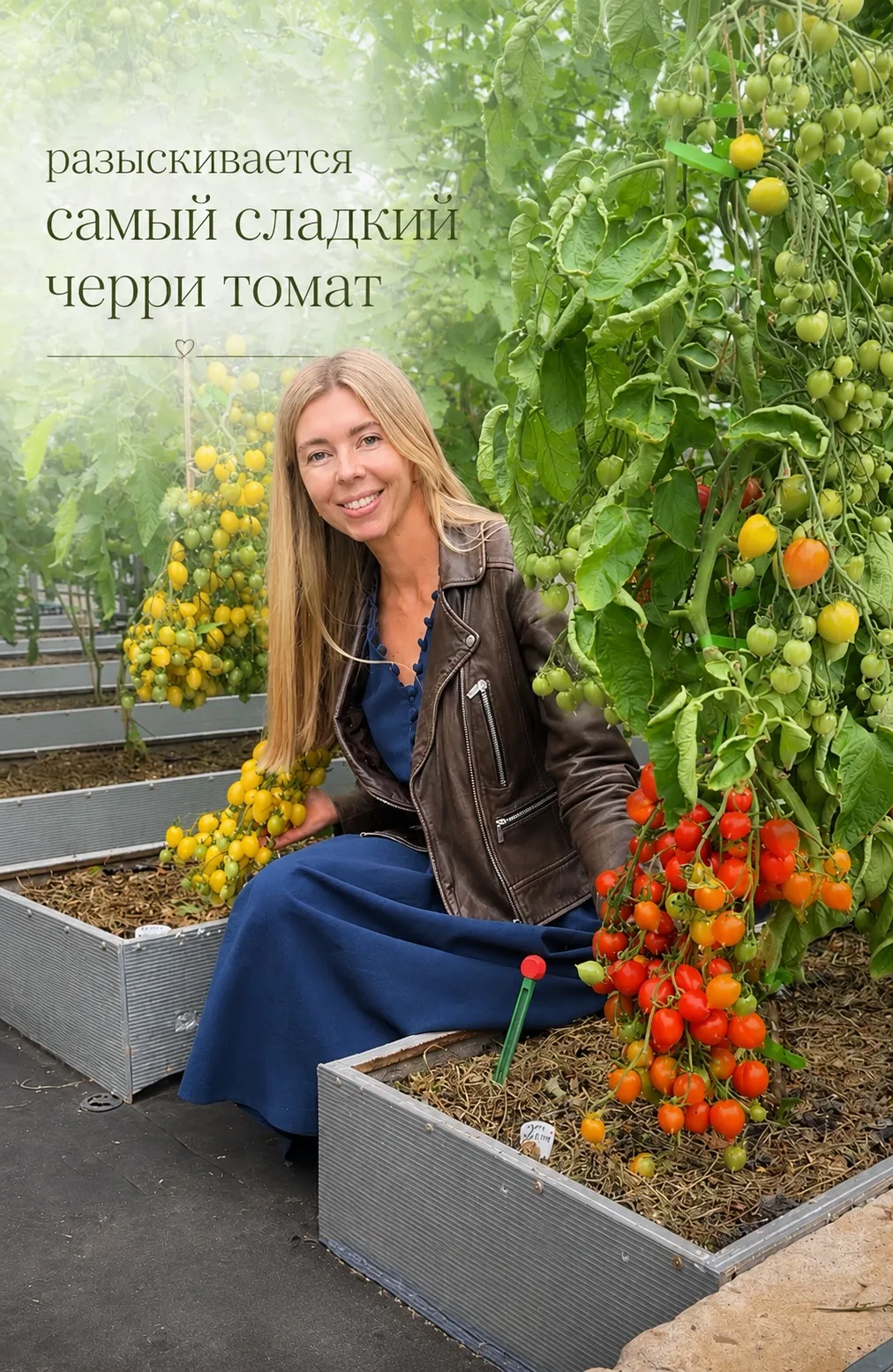 Составила свой личный рейтинг самых сладких черри-томатов этого сезона.