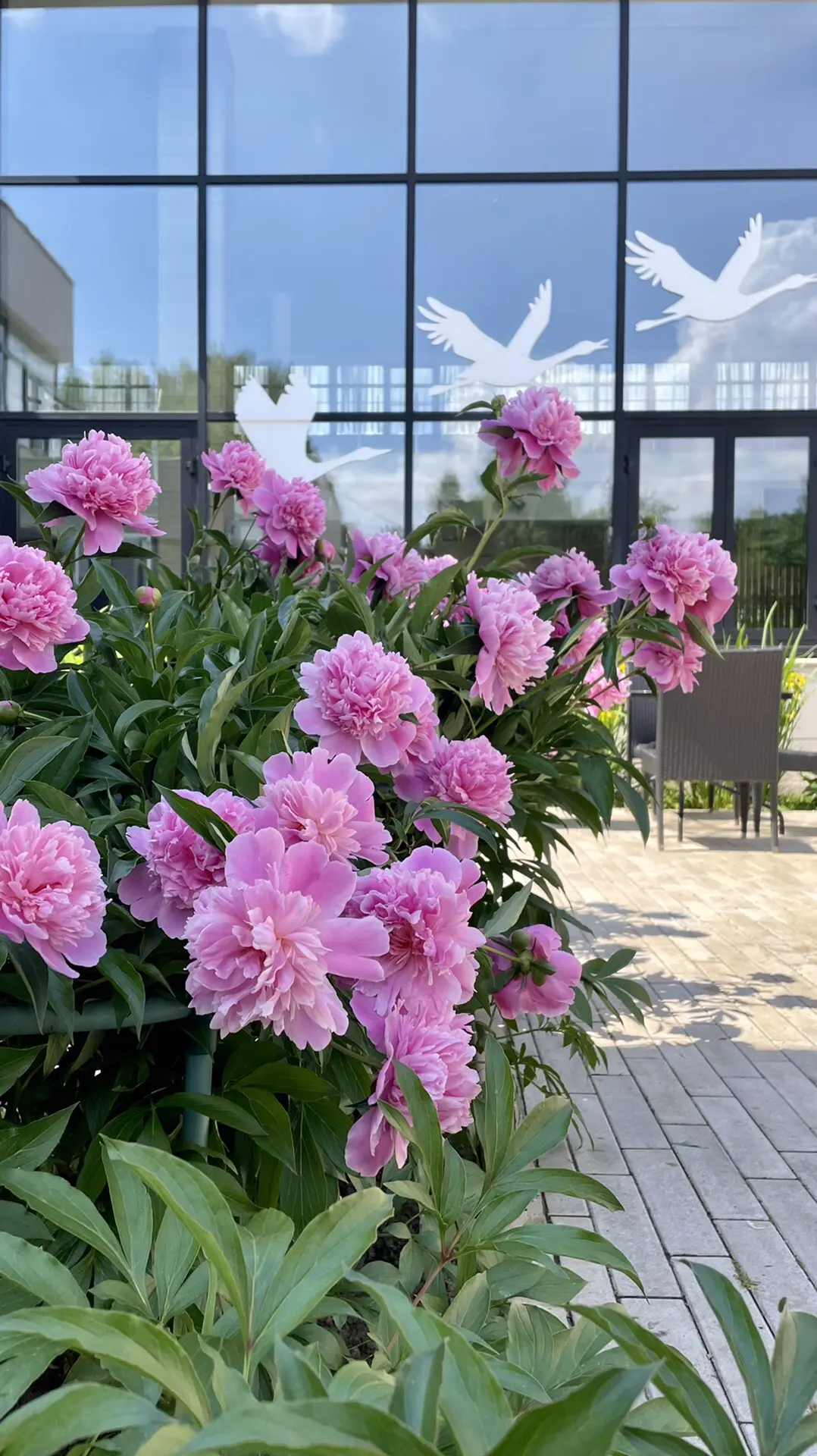🌸🌸🌸 А мы что? Тоже не можем удержаться 🫠