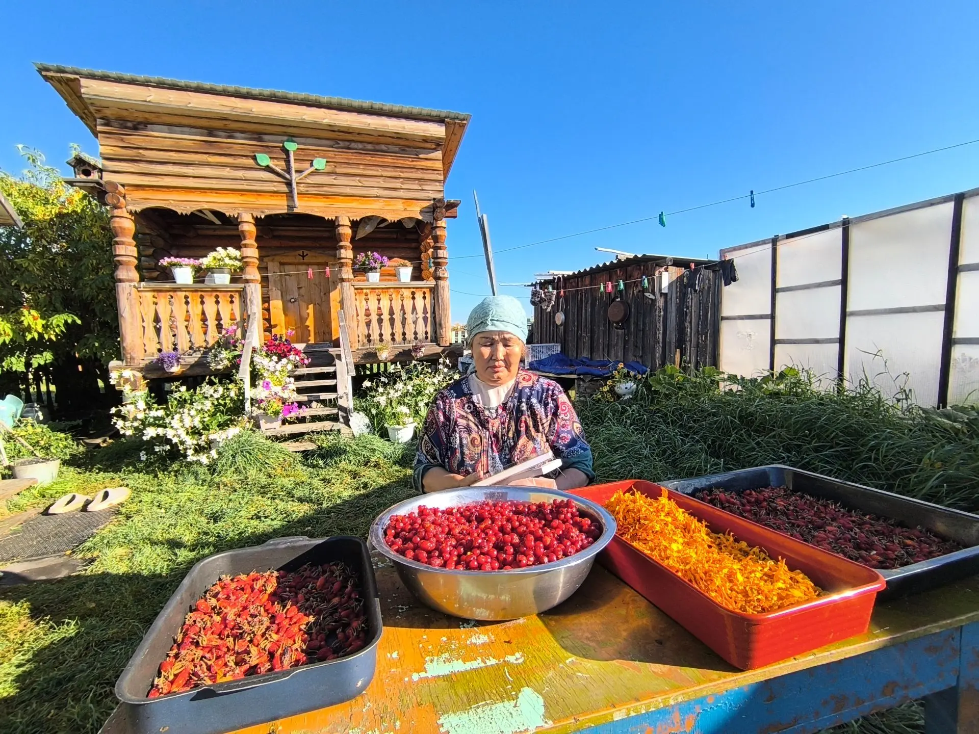 Күөх сайын быйаҥыттан сомсон, хороҕор муостааҕы ииттэн нус - хас олорор тыа сирин үлэһи...