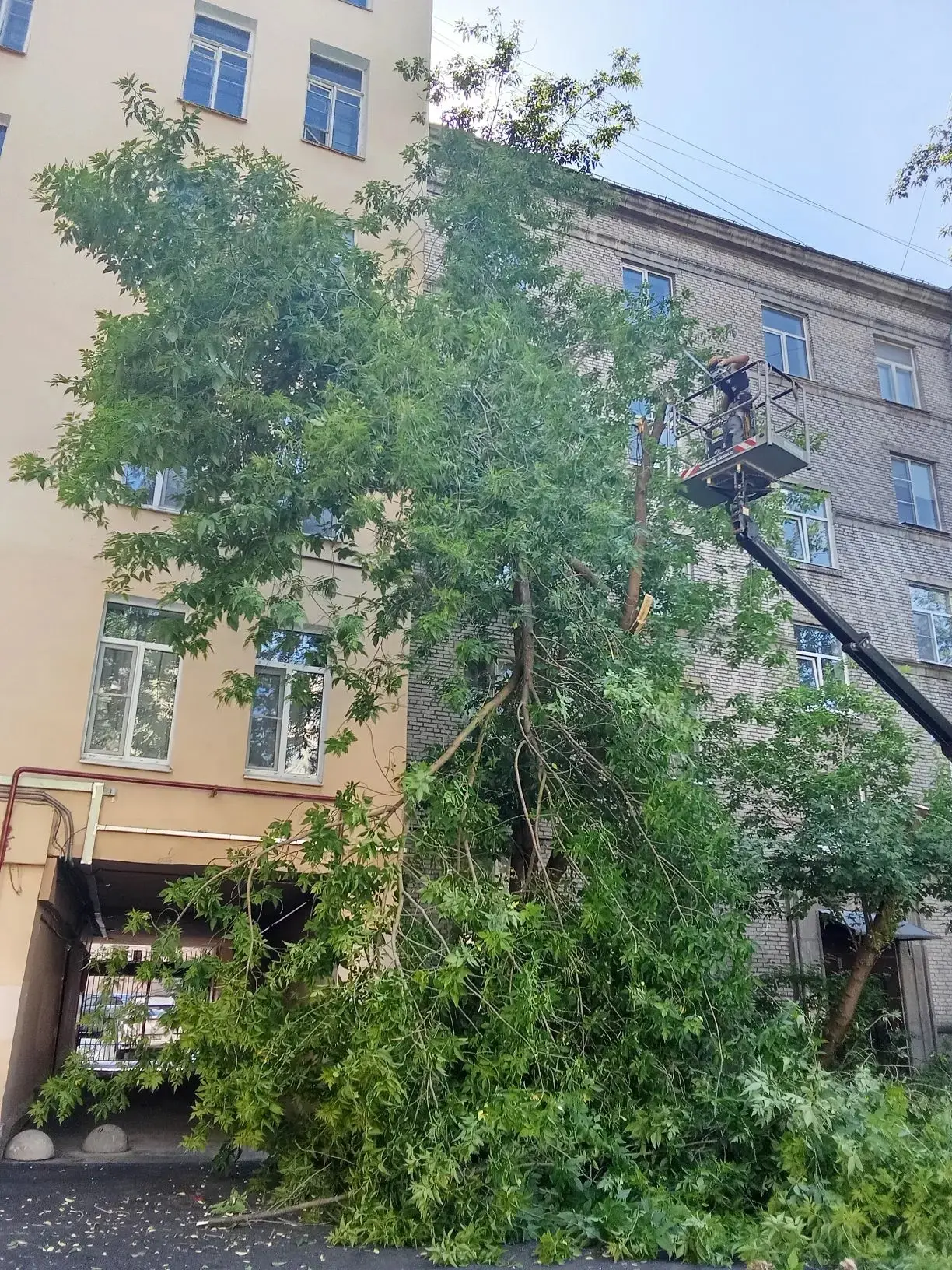 ✅Взяли люльку, пилы — и кронировали деревья 🌳