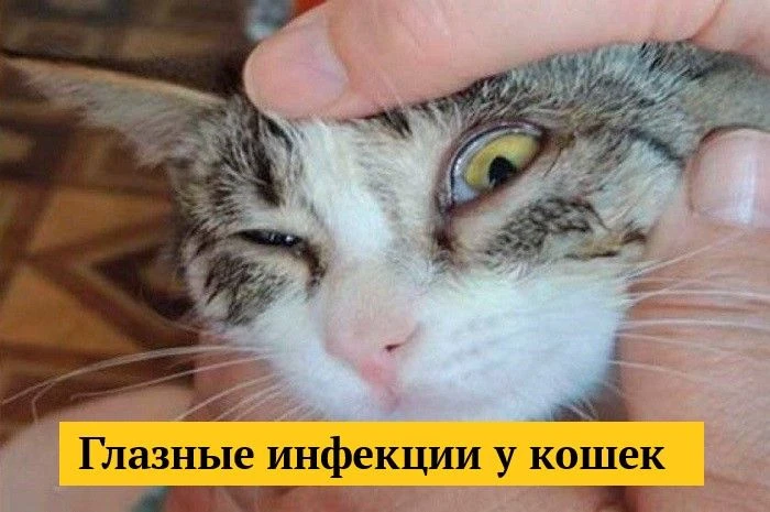 Некоторые породистые кошки особенно подвержены воспалениям глаз и слезотечению. Как вовремя заметить