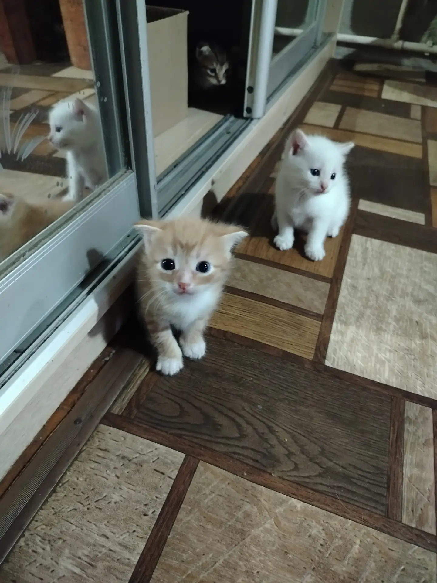 Малыши ищут дом🫶 Пишите пожалуйста в личные сообщения 😊