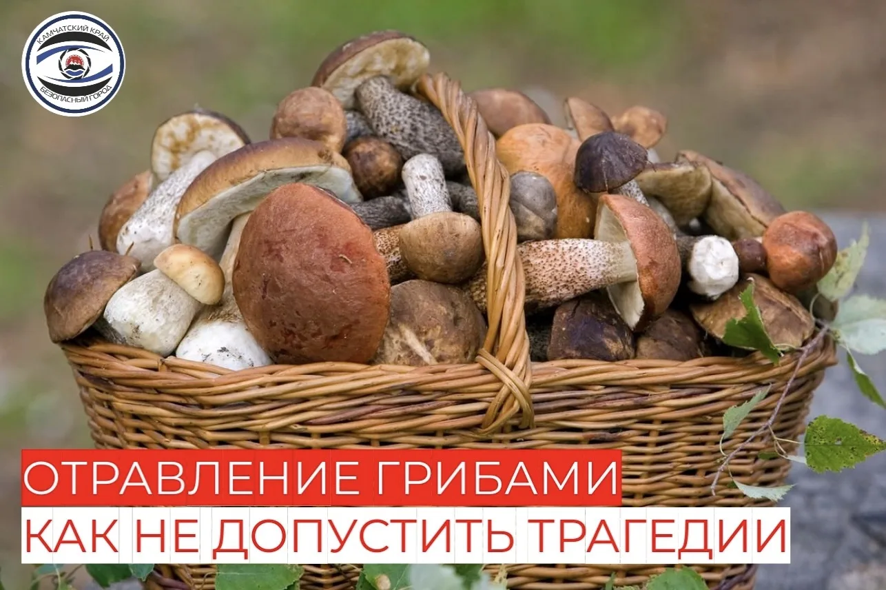 🍄‍🟫 Собрали полную корзину грибов, пожарили их на ужин, но появились сомнения в качес...