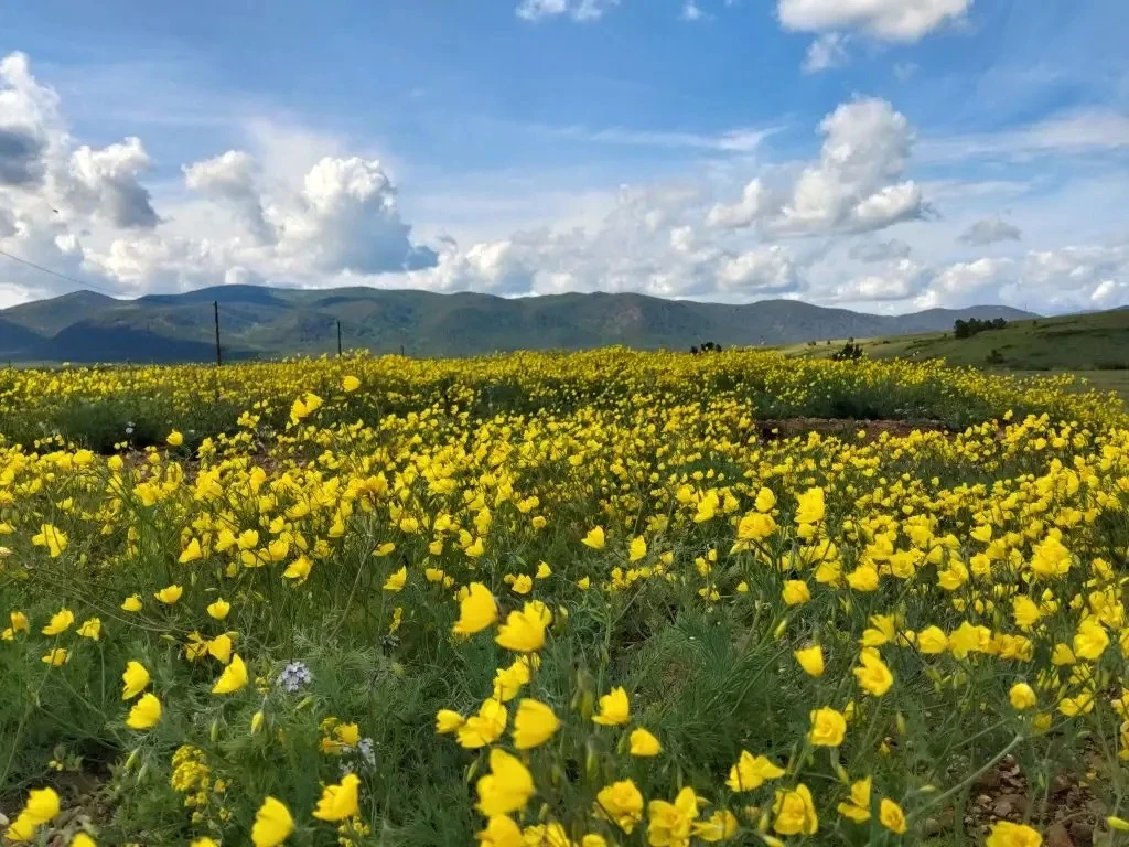📣 Золотые просторы

У предгорья 
Хамар Дабана
⬇️
недалеко 
от с. Ягодное

Отправила
наша землячка
�