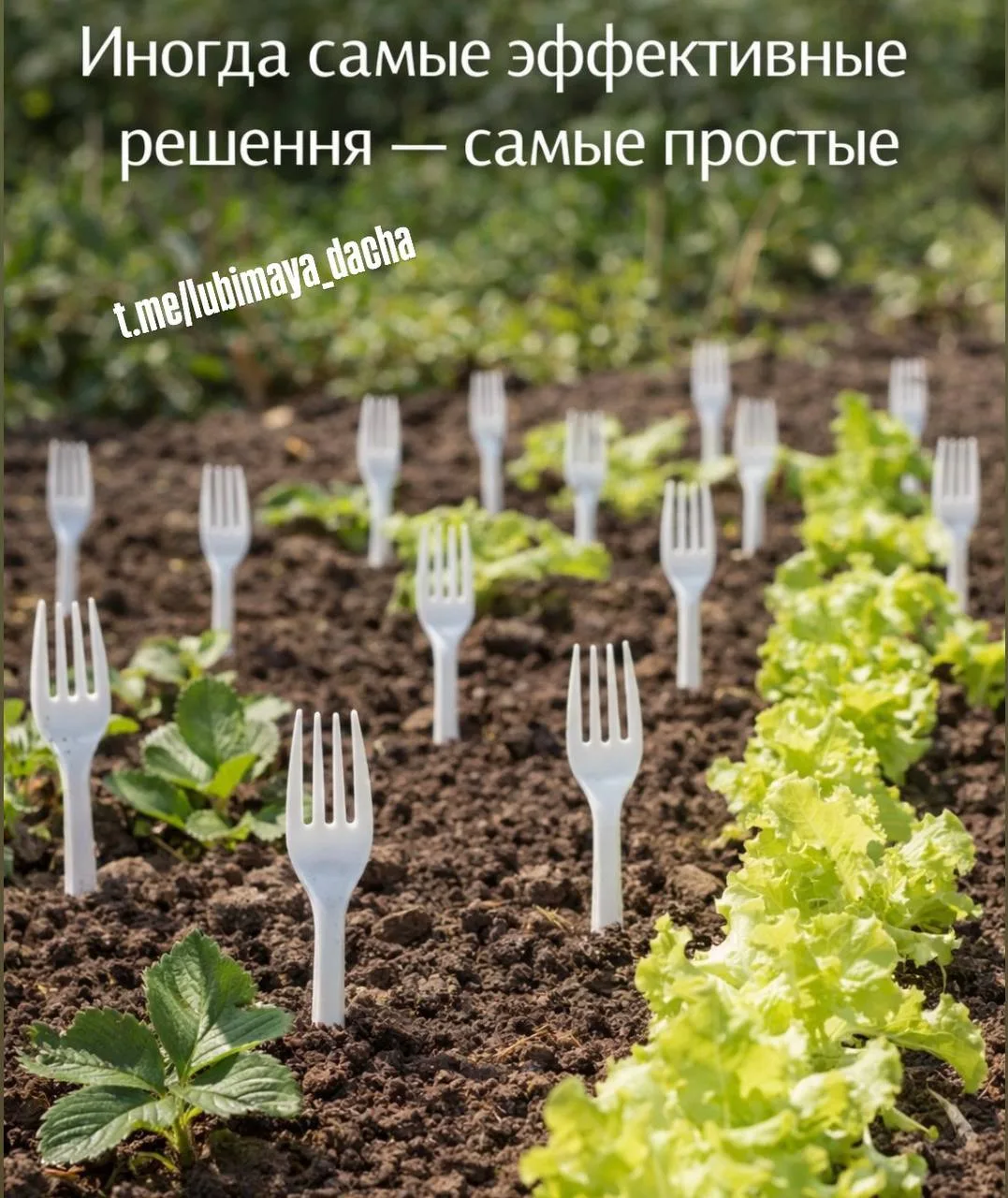 Пластиковые вилки для защиты сада — простой лайфхак.  Защита от кошек и птиц. Втыкайте вилки зубцами