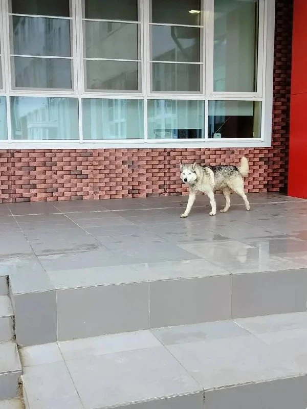 Доброе утро! Чей пёс, мальчик у школы 112?