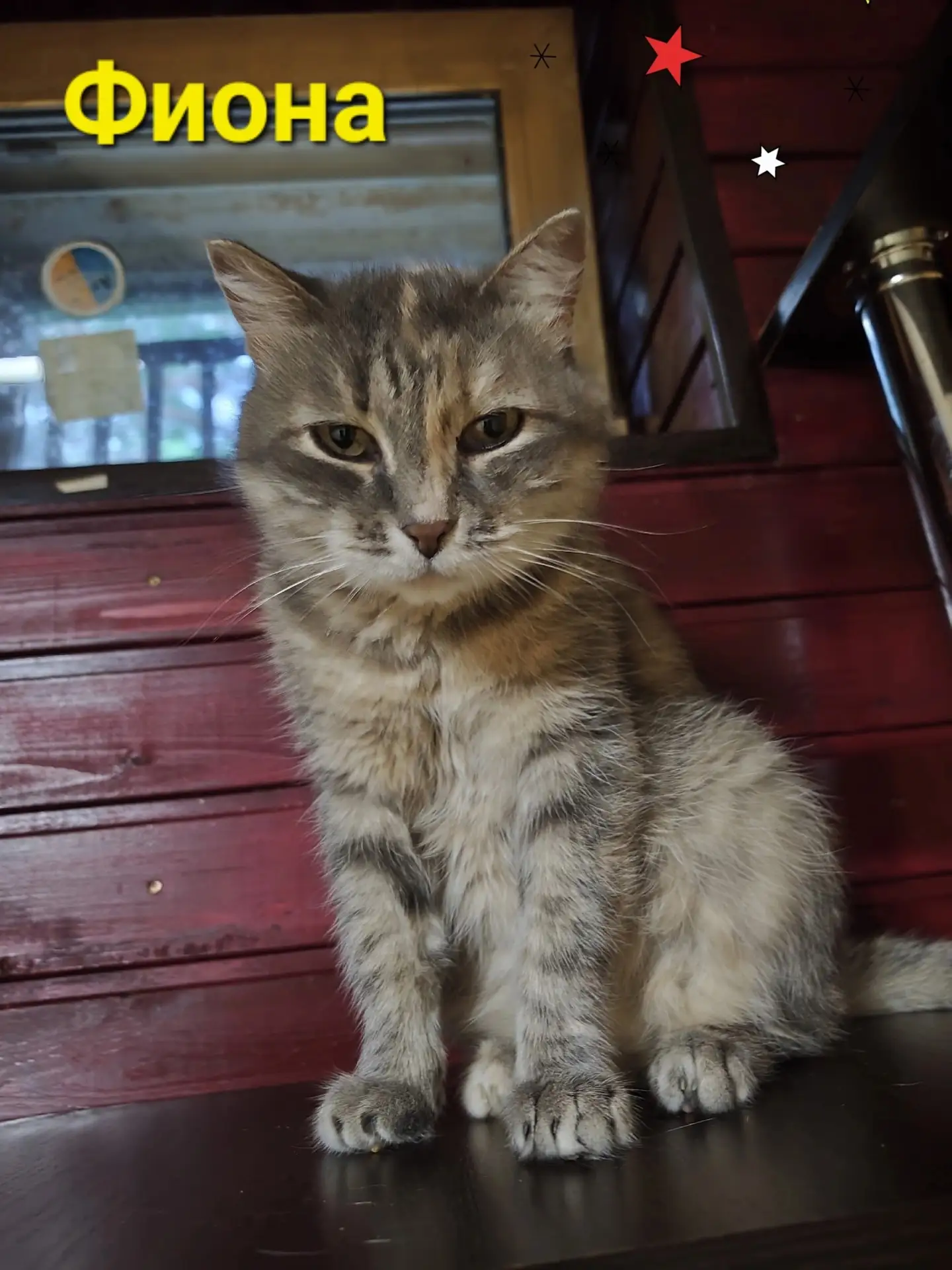 🐈 Ласковая кошечка ФИОНА