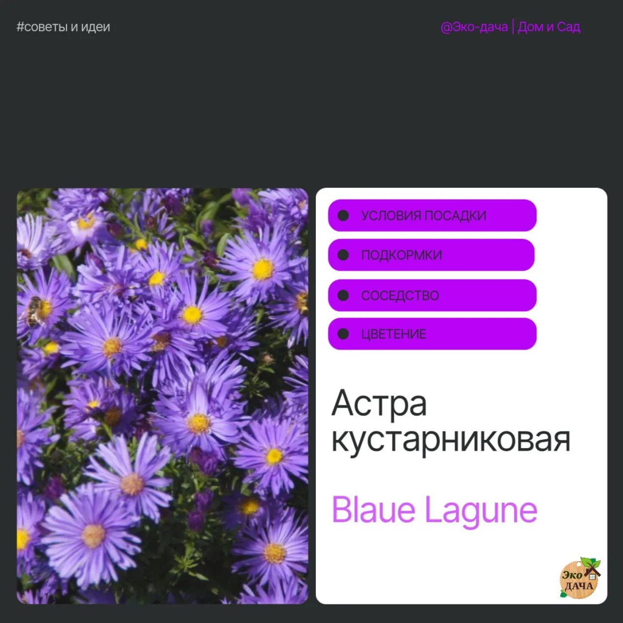 Астра кустарниковая Blaue Lagune — идеальный выбор для вашего сада!