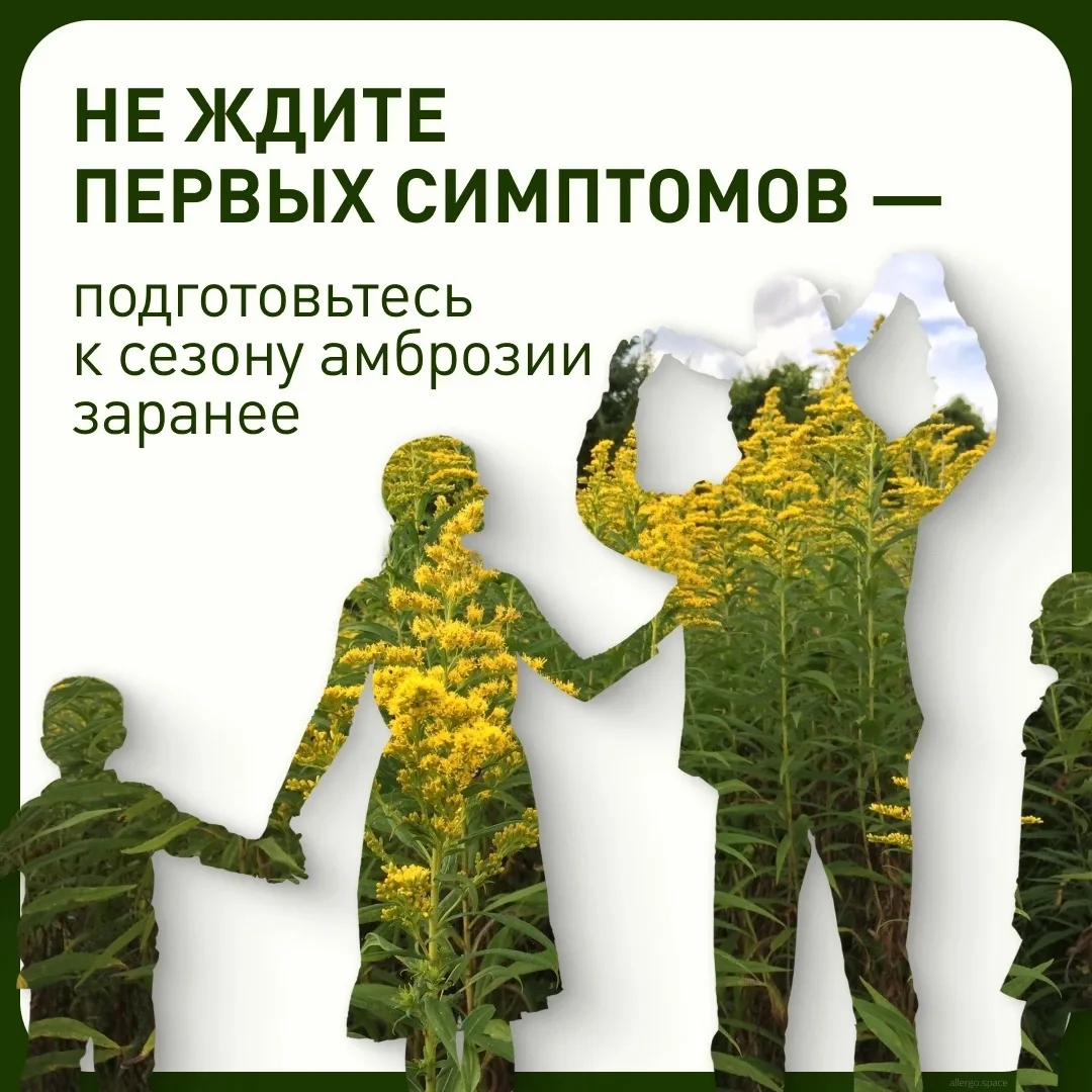 🗓️ Конец июля и август — период, когда концентрация пыльцы амброзии достигает максимума.

Для людей