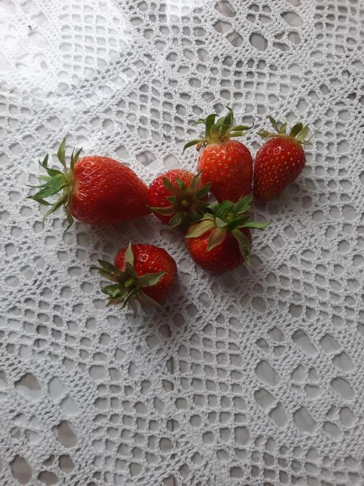 В Няндомском округе пошла первая клубника 🍓

Ягода уже наливается цветом и выглядит невероятно аппе