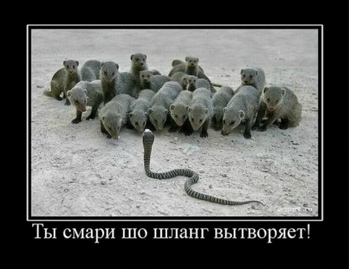 #забавные_животные