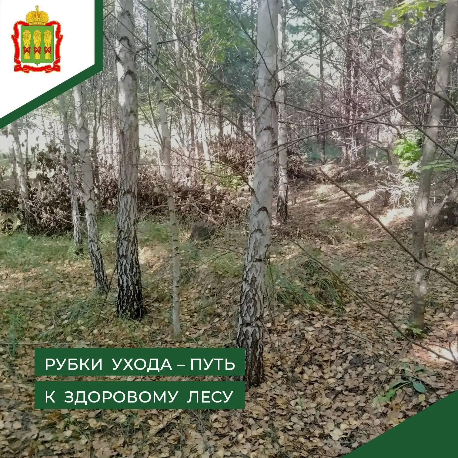 🌱 В рамках выполнения государственного задания в Мачимском участковом лесничестве пров...