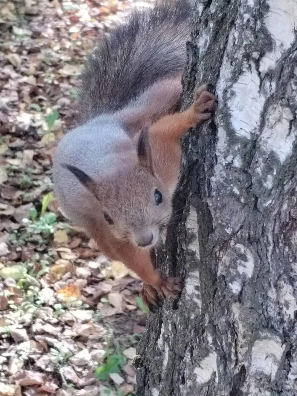 Милые хозяева Университетской рощи 🐿