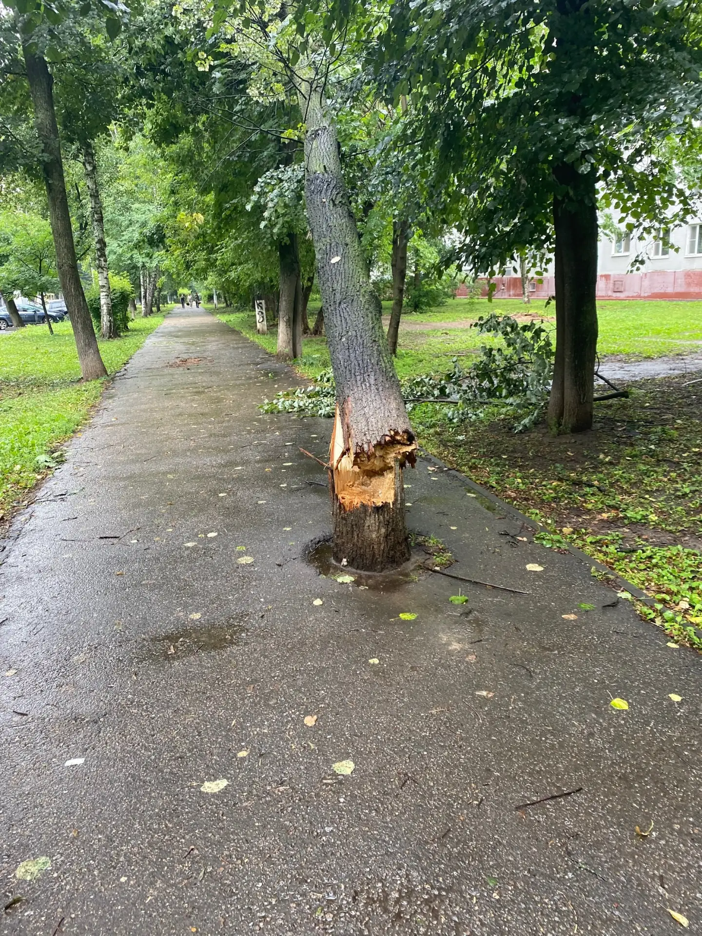 🌳 60 лет берегли, но не уберегли: в парке снесли вековой дуб

Парадный проезд лишился своего главно
