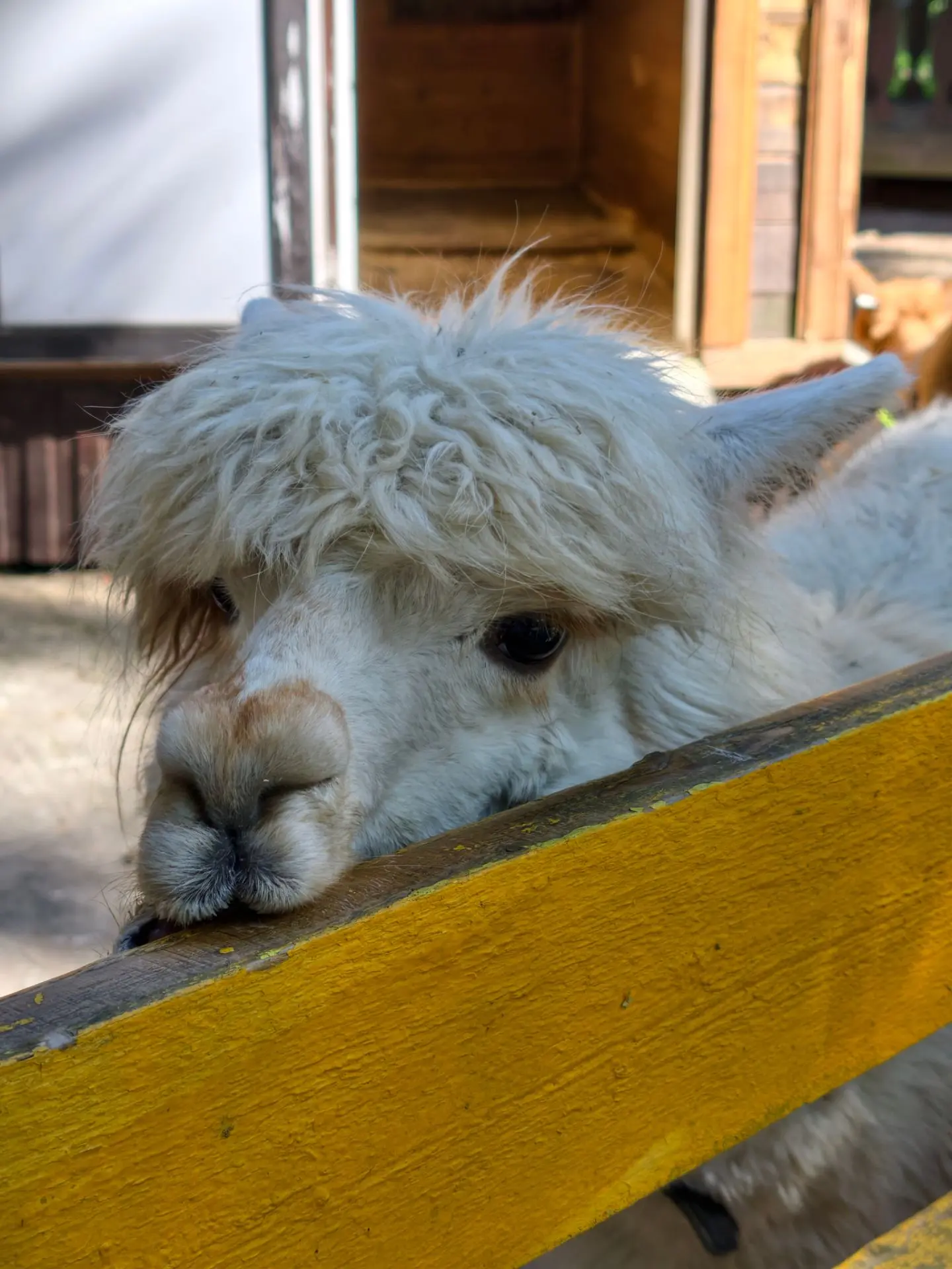 Альпаки Пломбир и загадочная девочка без имени🦙