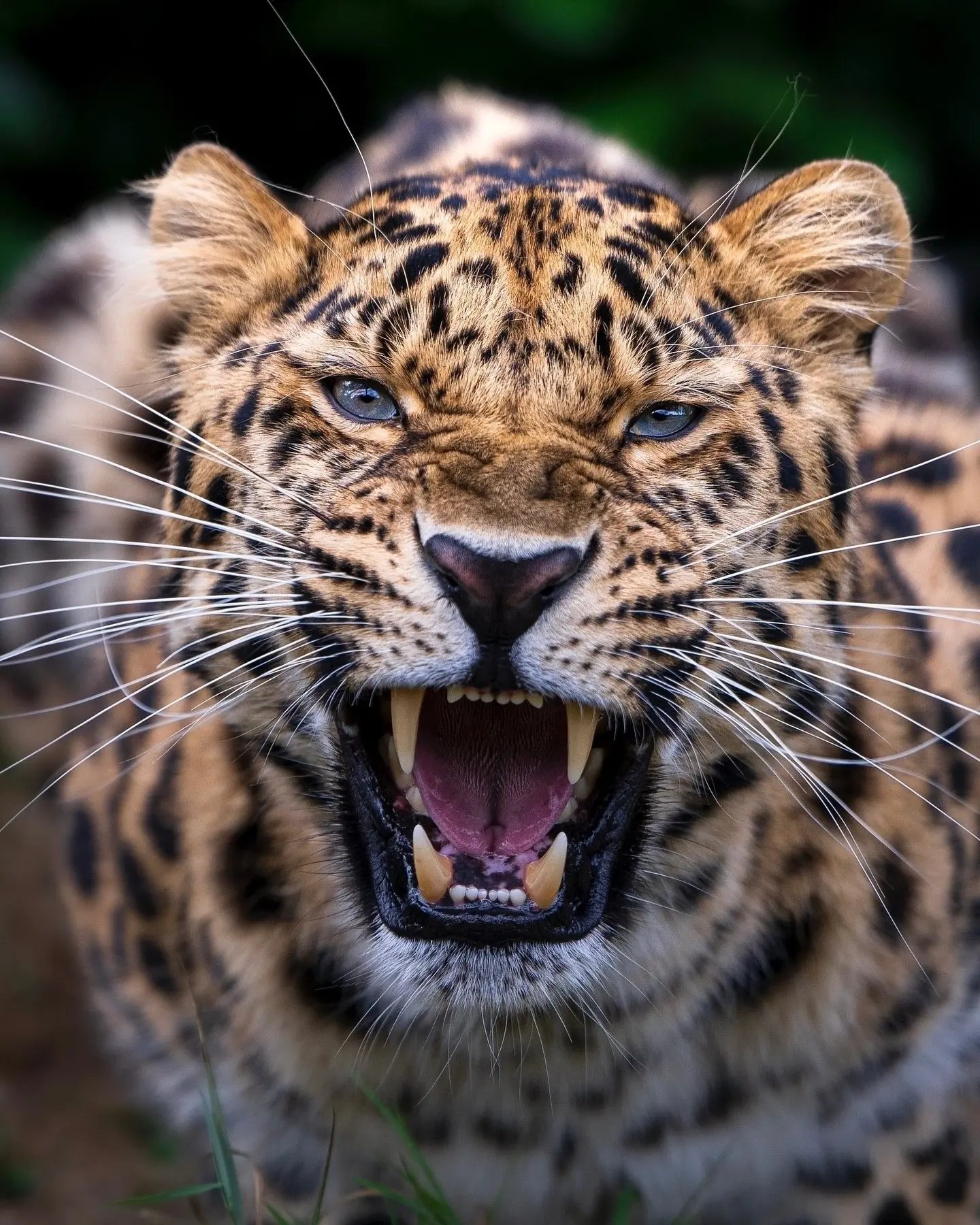 Большие и маленькие кошки из заповедника The Big Cat Sanctuary