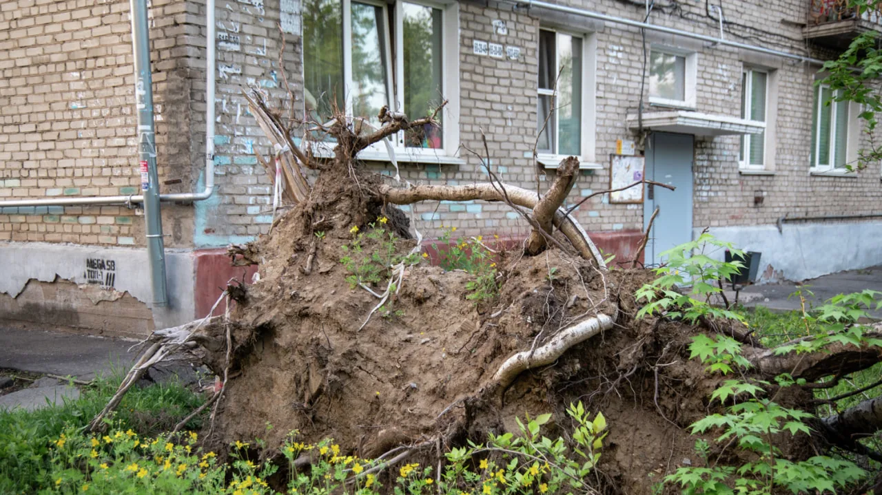 Пятая площадка завалена корнями и обломками крыш после прошлогоднего урагана.   В середине прошлого 