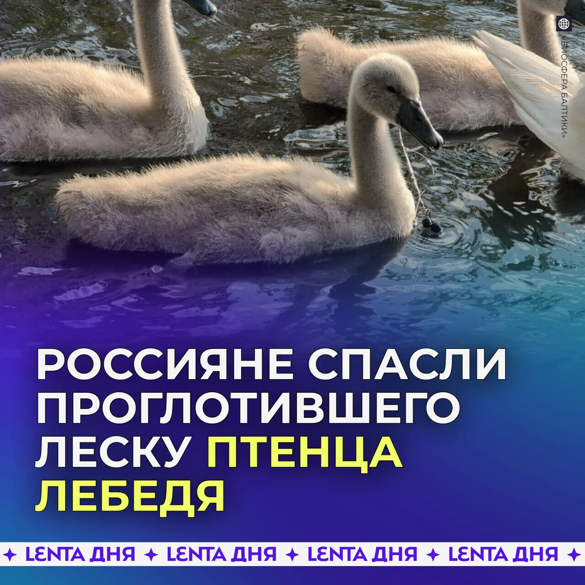🦢 Россияне спасли лебедёнка, проглотившего леску.