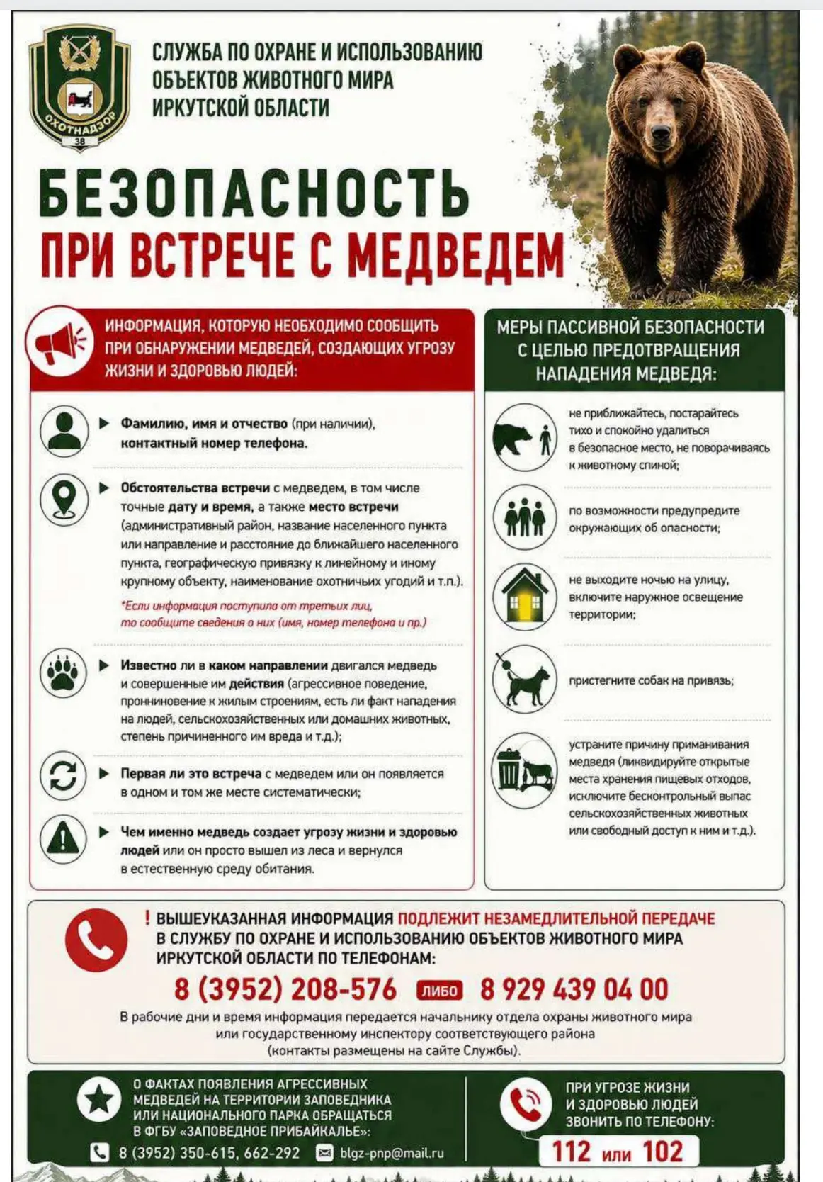 Главное при встрече с медведем — сохранять спокойствие, не бежать и медленно отступать ...