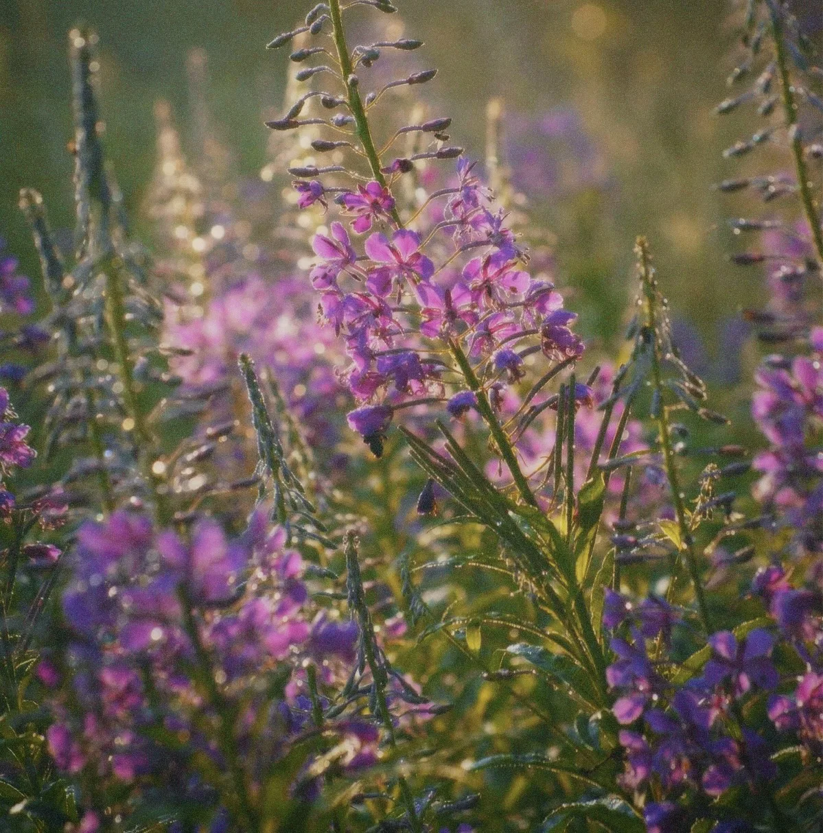 Иван-чай🌿