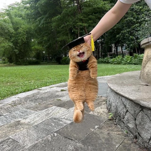 Выпускник 🧑‍🎓