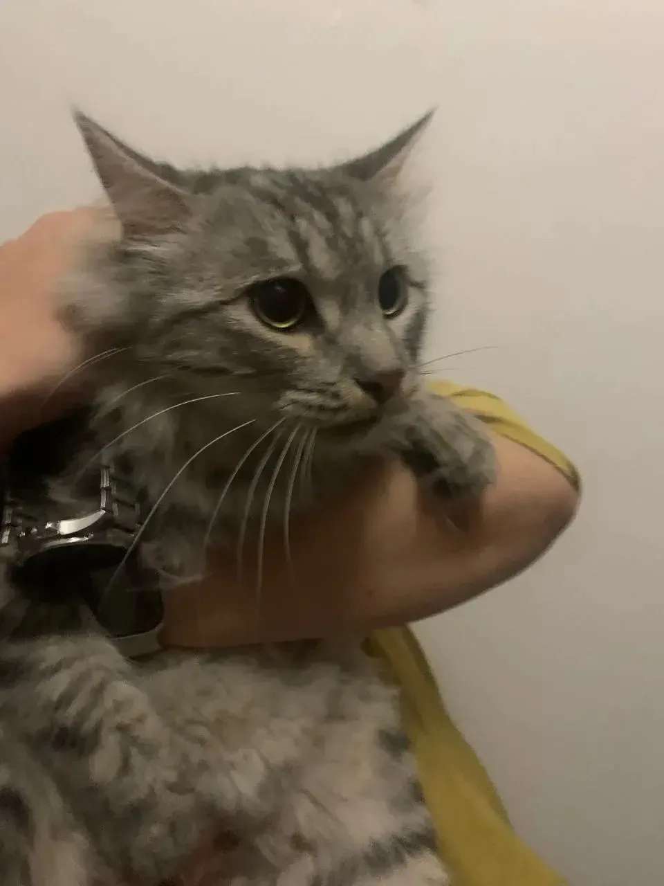 🐈 Инженер «Орион телеком» Владислав Андреев спас кота и… вернул интернет в один из домов микрорайон