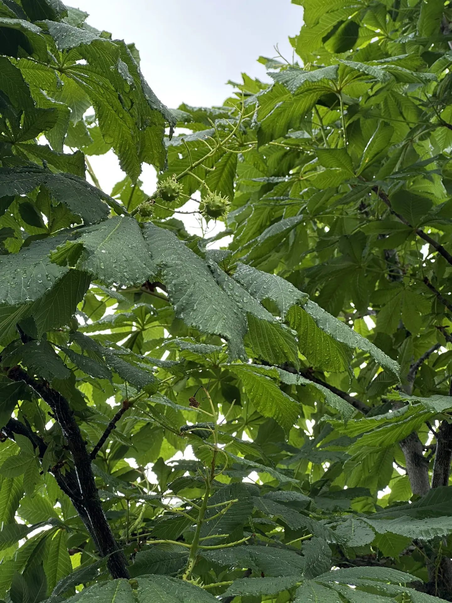 Теперь по красоте 🌺 

Каштан 🌰, ждём от него орешки, мы их собираем и играем в них😀 

Гортензия -