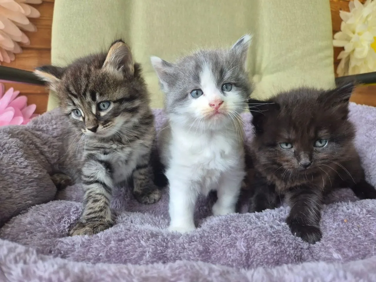 Отдадим котят в хорошие руки. Кошка очень добрая и ласковая. Уже приучены к лотку.