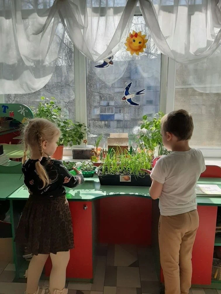 Огород на подоконнике: маленькие чудеса в детских садах Курска  На подоконниках детского сада № 85 р