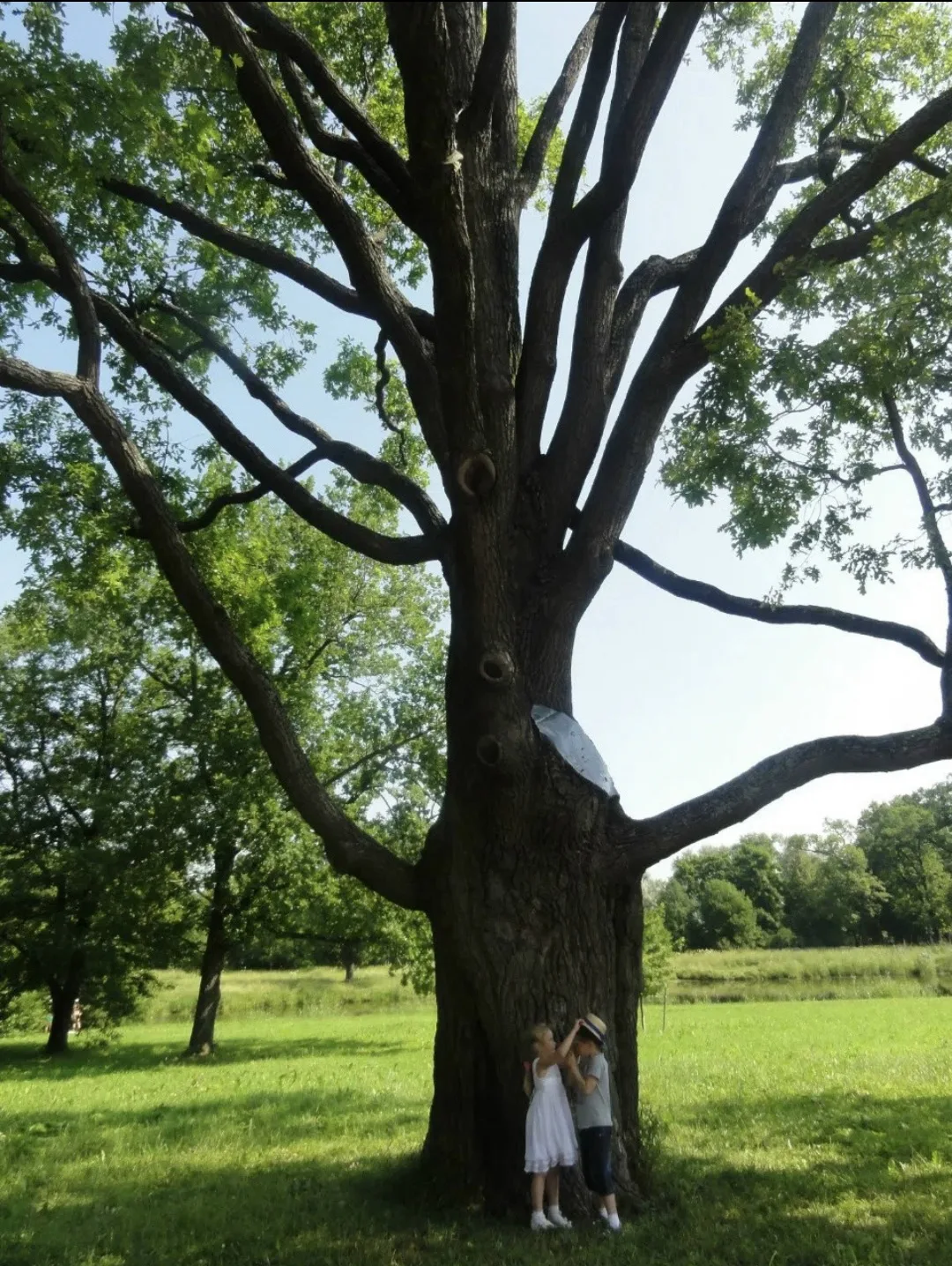 🌳 Друзья, хотим сказать спасибо за вашу теплоту.  Мы почувствовали её в комментариях к...