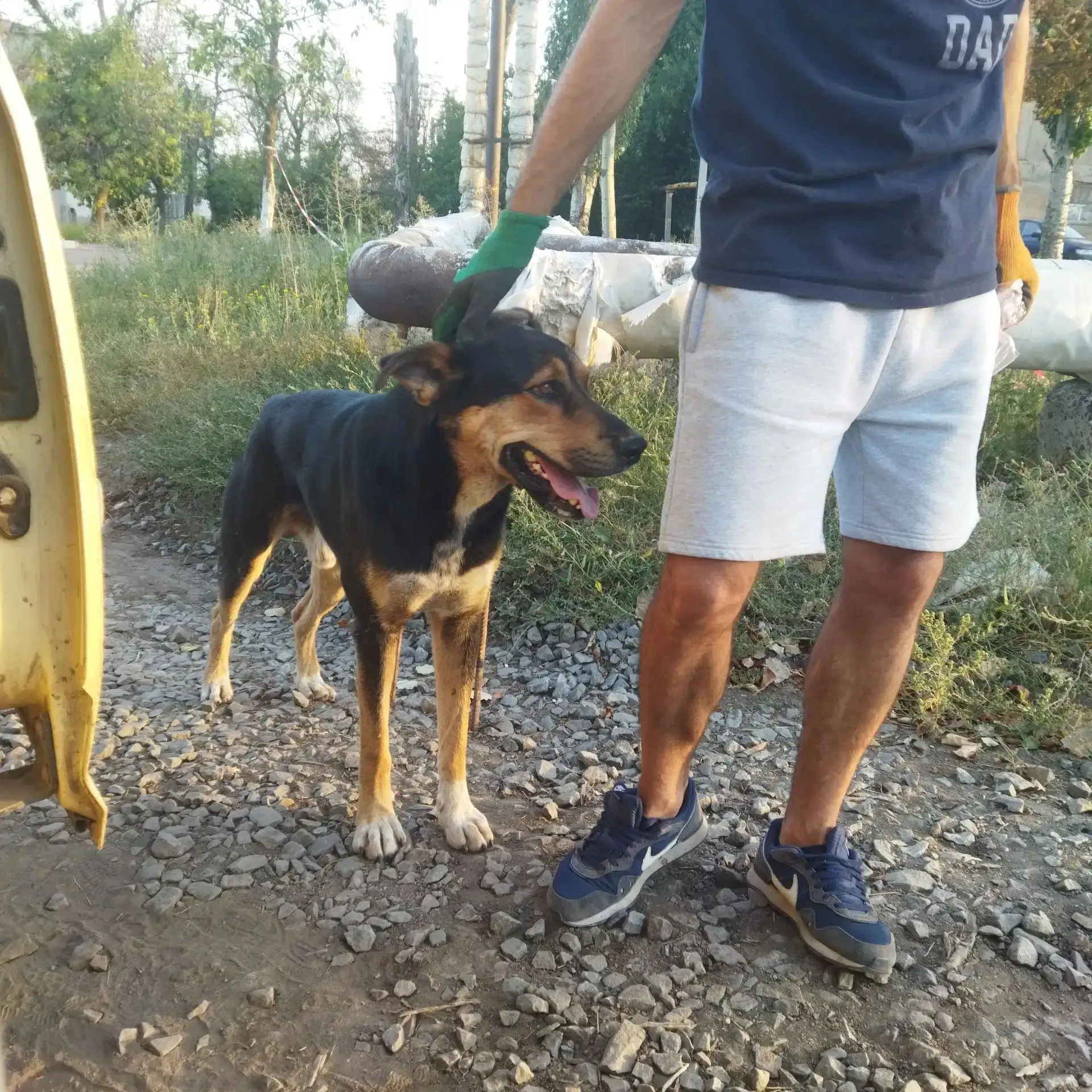 🐕 В Кировском проводятся мероприятия по сокращению популяции бродячих животных