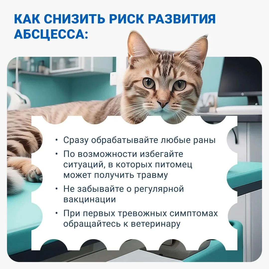 Даже небольшая рана у кошки может стать причиной абсцесса — гнойного воспаления тканей.
