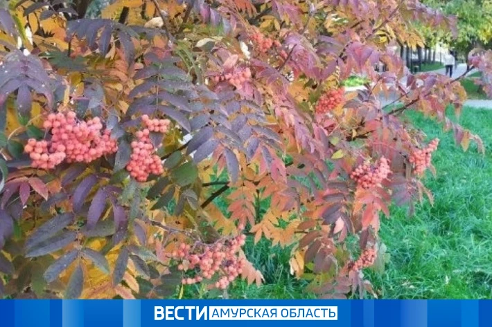 До +18 градусов, но с сильным ветром: прогноз погоды в Приамурье на 6 октября
