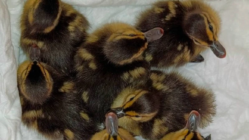 🦆 Воронежские волонтёры спасли потерявшихся утят у «Максимира».