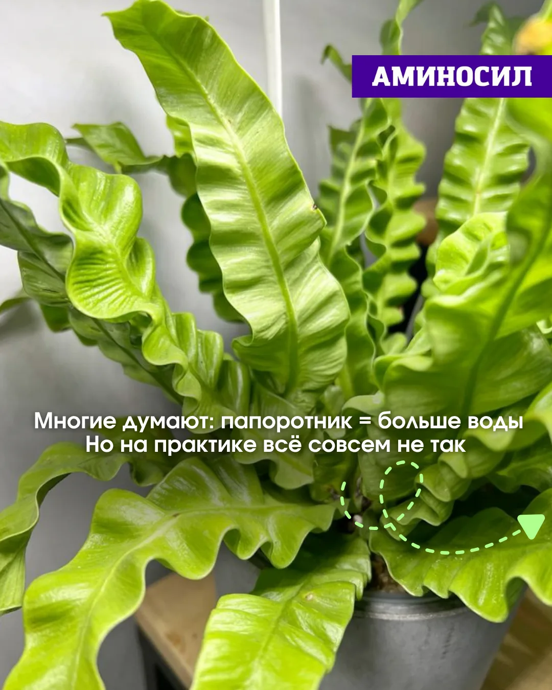 🌿 Почему у вас не растёт папоротник? Разбираемся в этом вопросе ⬆️!   ✅Витамины АМИНОСИЛ для декорат