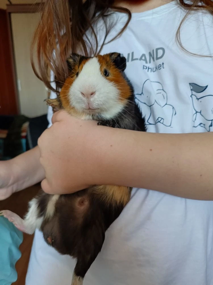 Жуся и Ириса "помогают" учить девчонкам уроки 😄👍 грызут гранит науки, ну или карандаш...