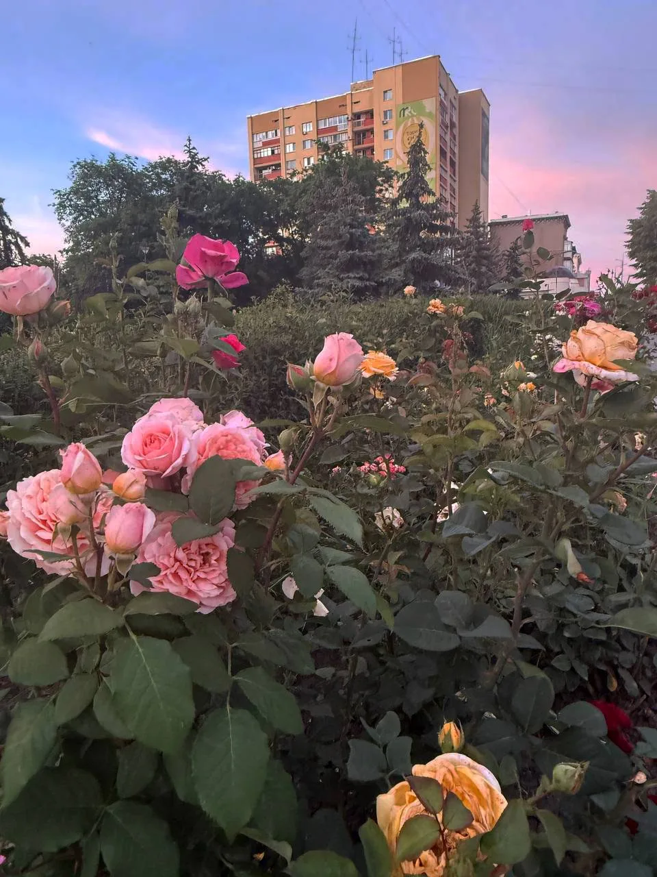 Любимого города вам в ленту!!!

Луганский «Зеленстрой» постарался на славу: в разных частях города р