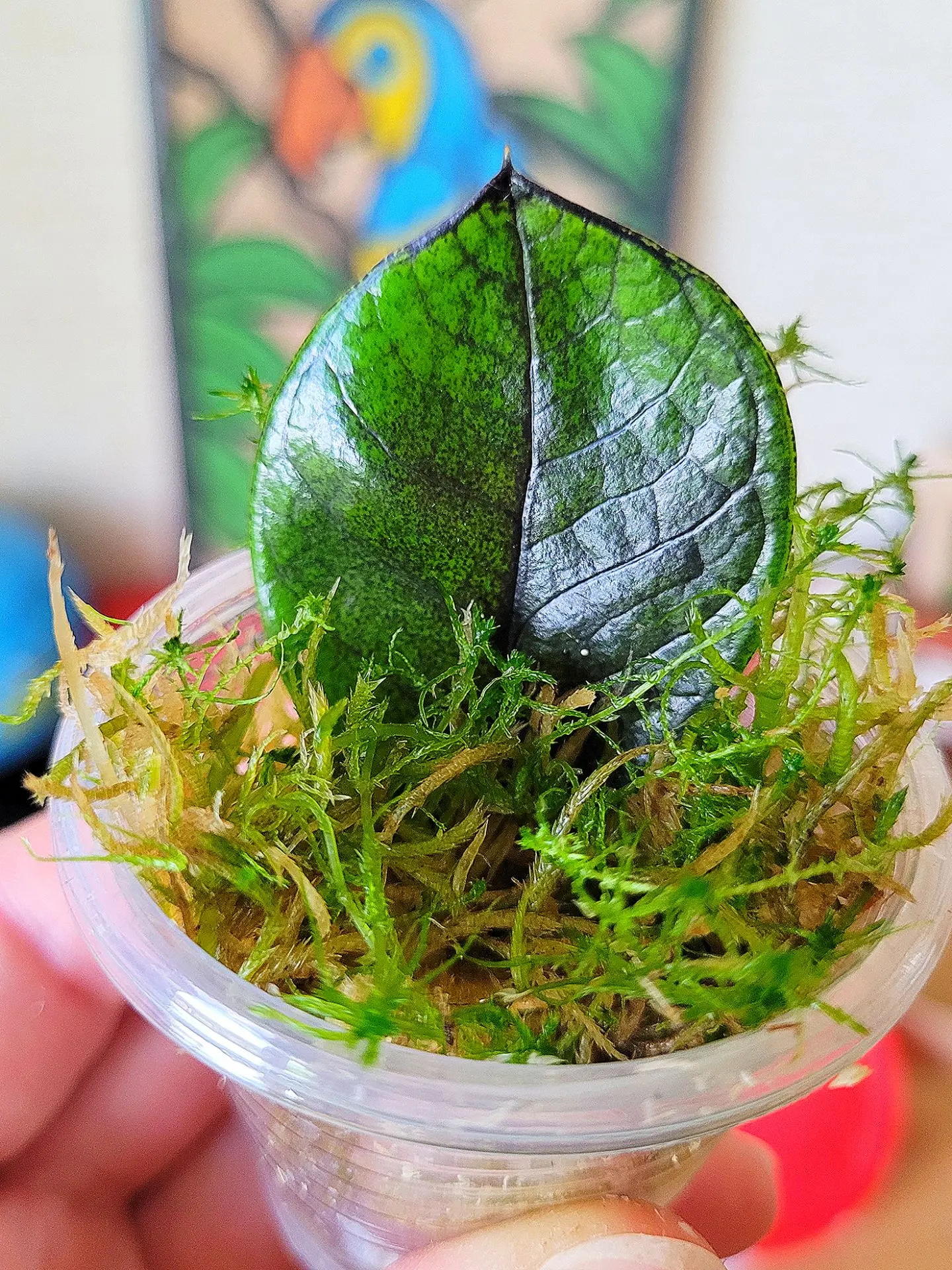🤩 Яркие сегменты☘️