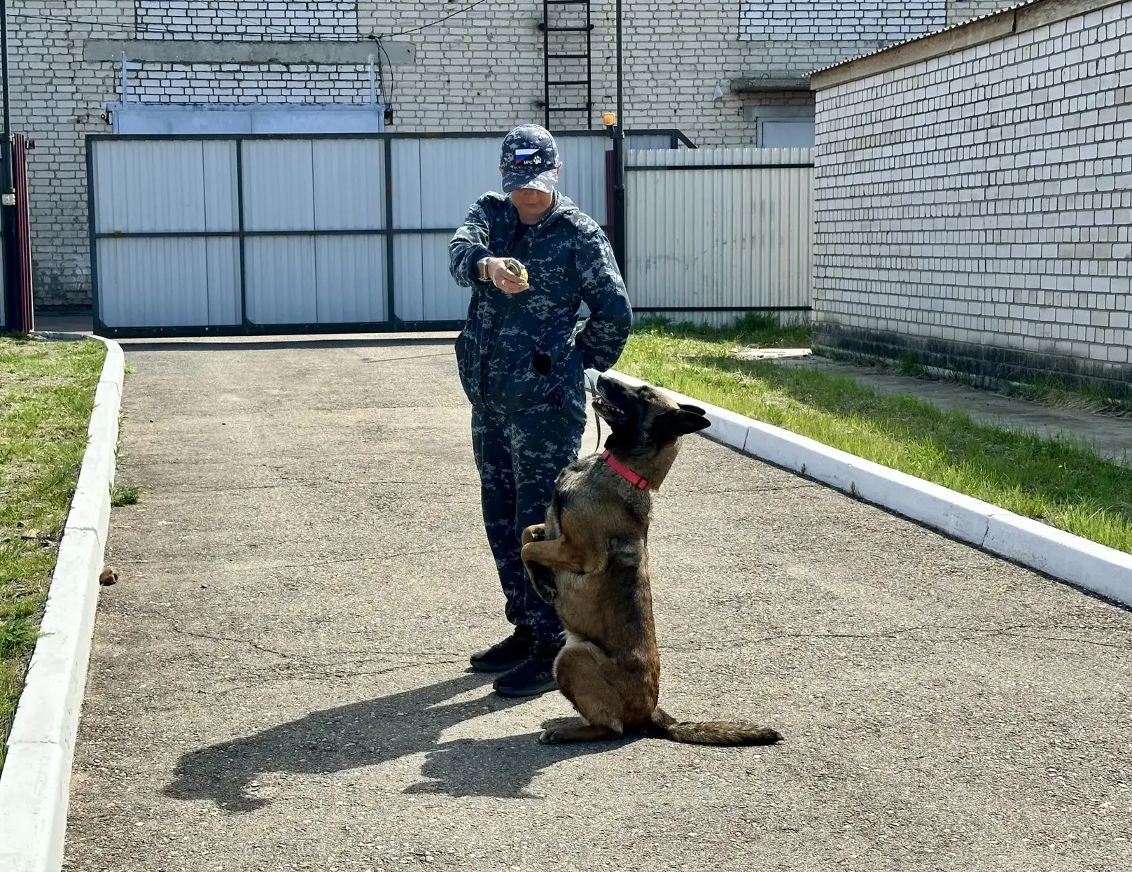 В Чите студенты познакомились с работой кинологов и их четвероногих помощников🦮

➡️ В Центре киноло