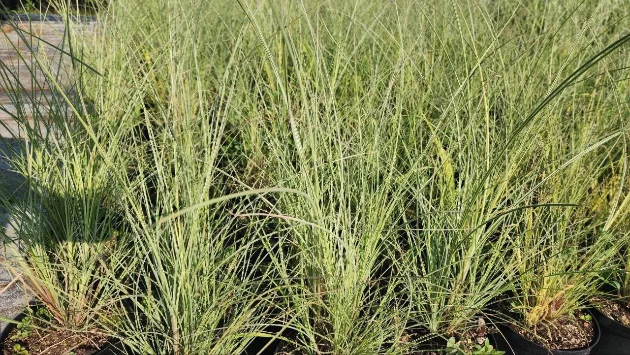 Мискантус "Монинг Лайт": утреннее сияние в вашем саду ✨🌾 

Есть злаки, которые просто дополняют ком