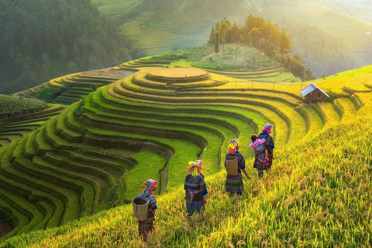 Рисовые террасы Му Канг Чай, Вьетнам 🇻🇳  🔹 Му Канг Чай - удивительной красоты рисовые террасы во вье