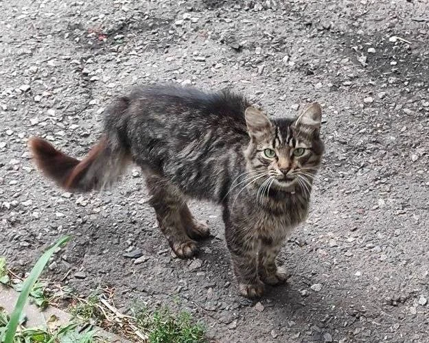 😭 Кот продолжает ждать погибшую во время атаки Аллу Маркову