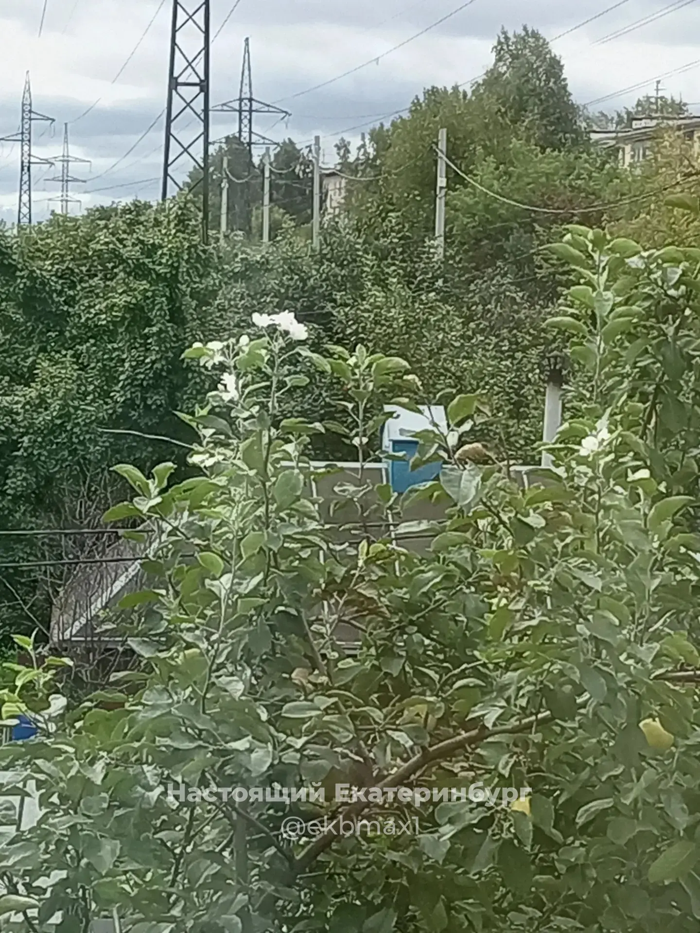 А у нас яблоня зацвела!