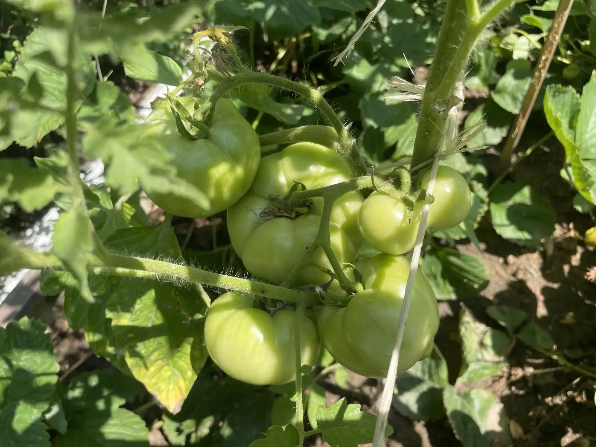 🍅 Практика дает плоды: студенты Аграрного колледжа вырастили урожай томатов!

Дорогие друзья! Рады 