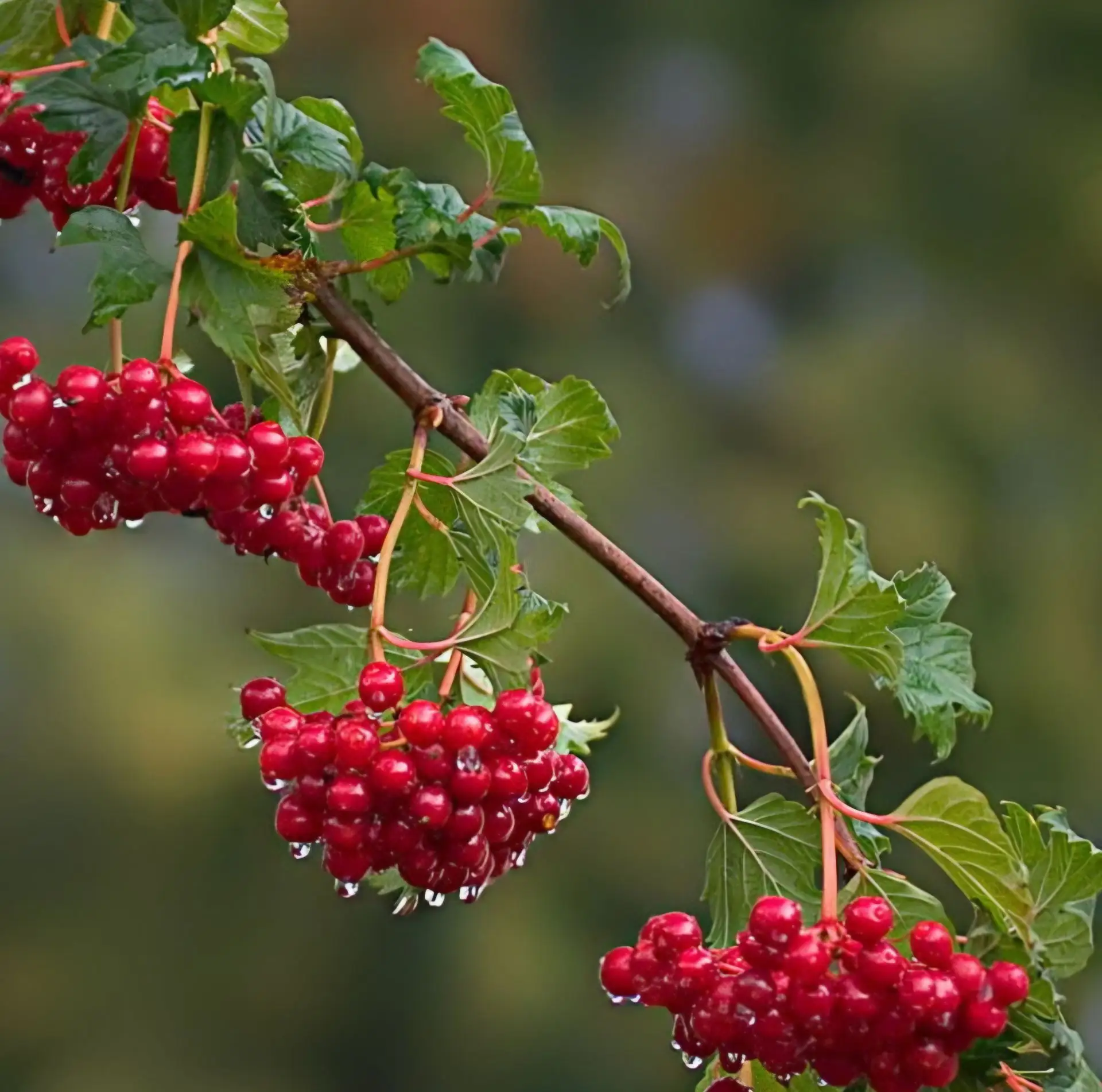 🍒 Калина: красота на ветке, польза в банке