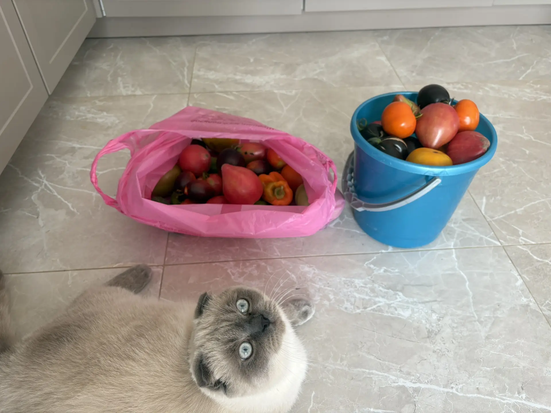 Кот там, где требуется 0 котов 😄