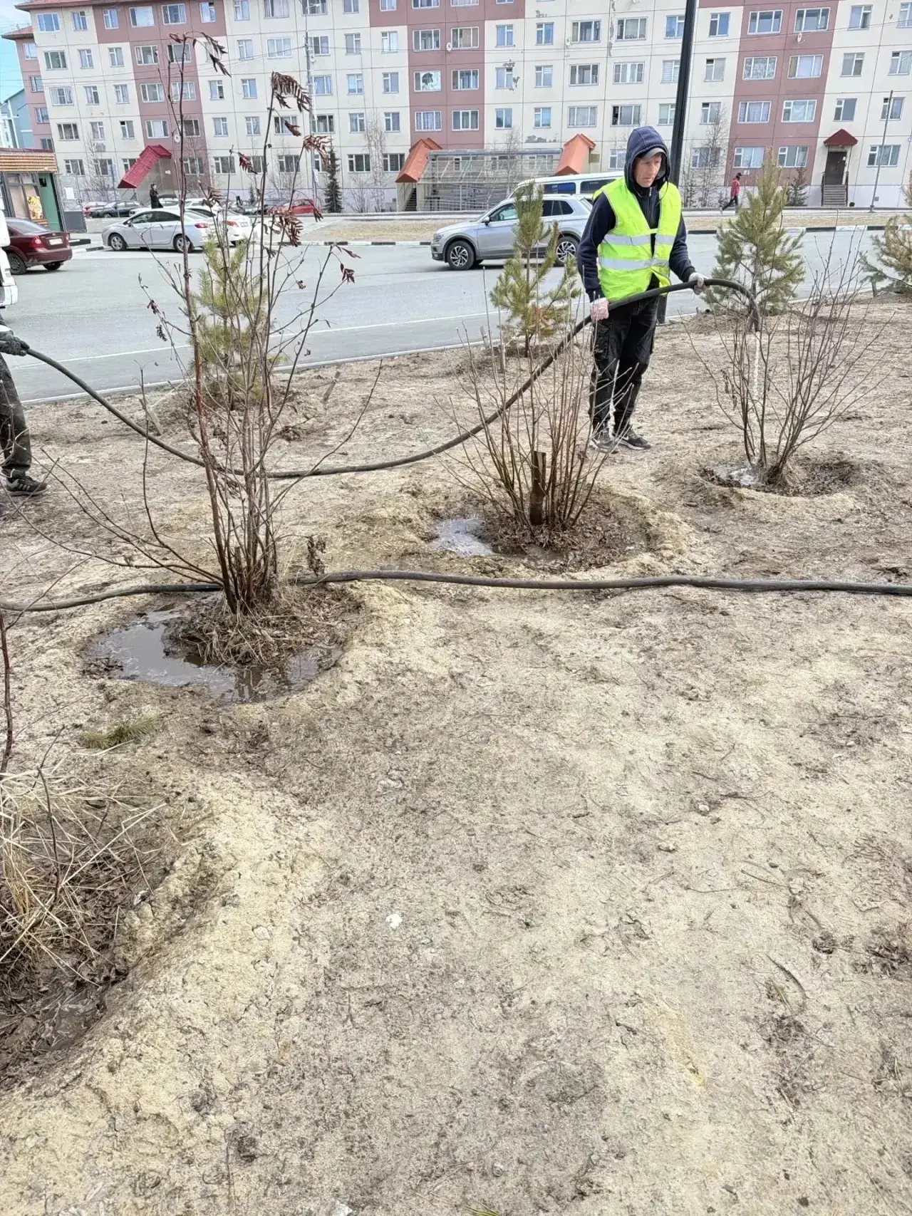 Зелёные насаждения в Салехарде получают первую весеннюю помощь   На территории Салехарда в рамках ко